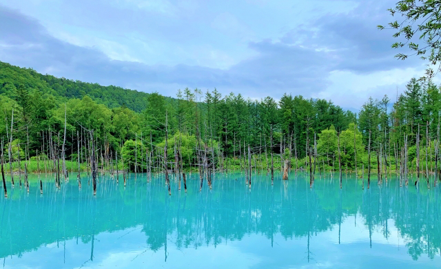 青い池（北海道）